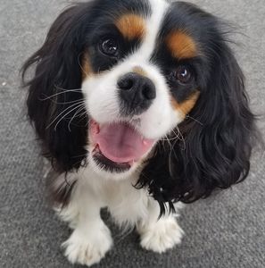 Meet your Posher, Tracy